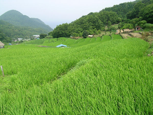 今日の石部棚田