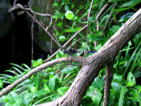 オオシオカラトンボ（雌）