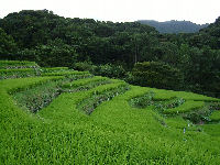 今日の石部棚田