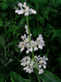 ヤブミョウガの花