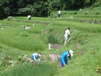 棚田草刈りボランティア