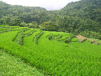 今日の石部棚田