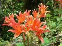 キツネノカミソリ