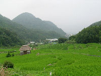 今日の石部棚田