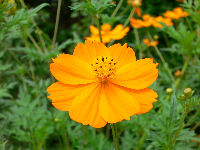 キバナコスモス