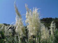 パンパスグラス