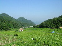 今日の石部棚田