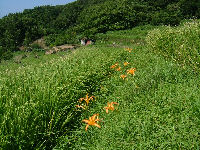 今日の石部棚田
