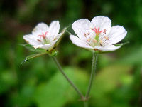 ゲンノショウコの花