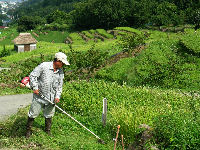 今日の石部棚田