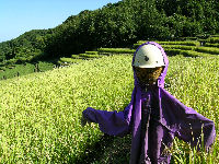 今日の石部棚田