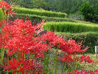 今日の石部棚田