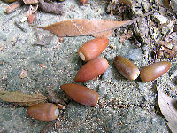 椎の実を見つけました