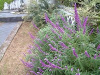 アメジストセージ