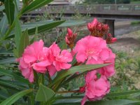 キョウチクトウ