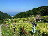 今日の石部棚田