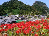 雲見彼岸花群生