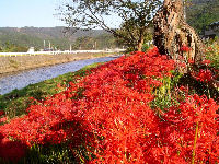岩科川彼岸花群生