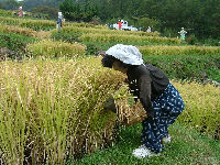 石部棚田のかかしたち