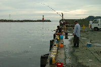 松崎港鰯釣り