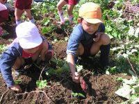 さつまいも収穫