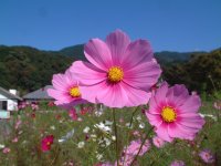 花の三聖苑「コスモス畑」