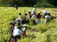 石部棚田収穫祭