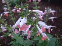 サルビア・コッキネア