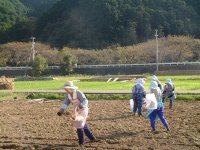 那賀大規模花畑