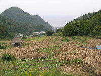 今日の石部棚田