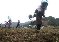 那賀大規模花畑種まき