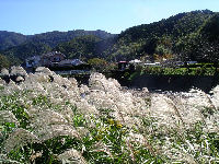 オギの花が風になびき白く輝き、秋の深まりを感じます