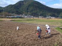 岩科野田種まき