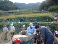 三浦小脱穀作業