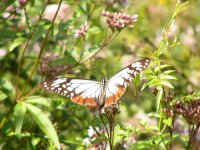 アサギマダラチョウ