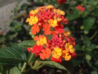 アスクレピアス