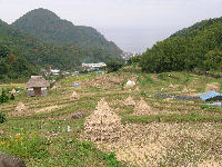 今日の石部棚田です