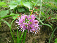ヤマラッキョウの花
