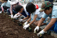 花植えボランティア
