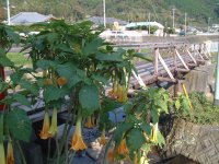 エンゼルストランペット