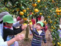 温州みかん狩り