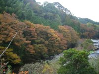 岩科八木山桑原地区の欅の紅葉