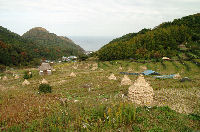 今日の石部棚田