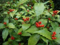 千両が色づき始めました