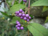 紫式部も色づき始めました