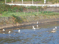 岩科川のシラサギ