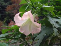 エンゼルストランペット