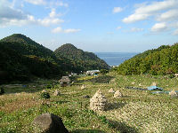 今日の石部棚田