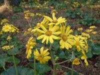 松崎の花ツワブキ