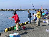 松崎港の鰯釣り